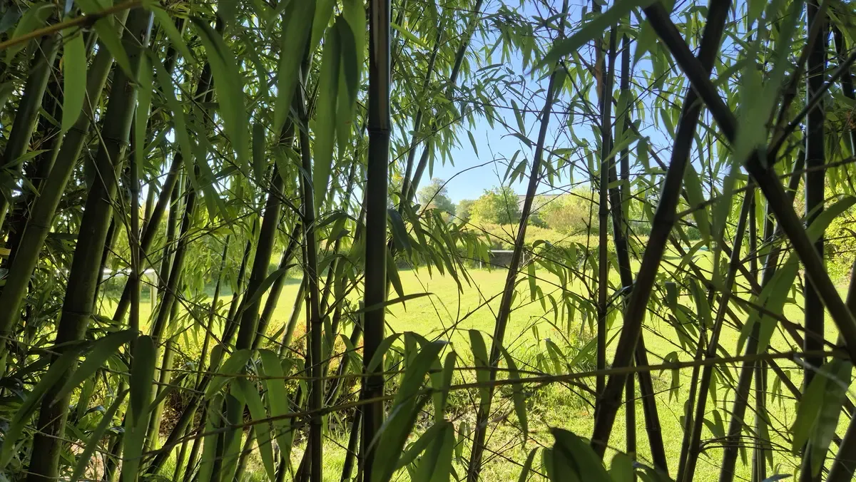 Children playing hide-and-seek among bamboo in the garden