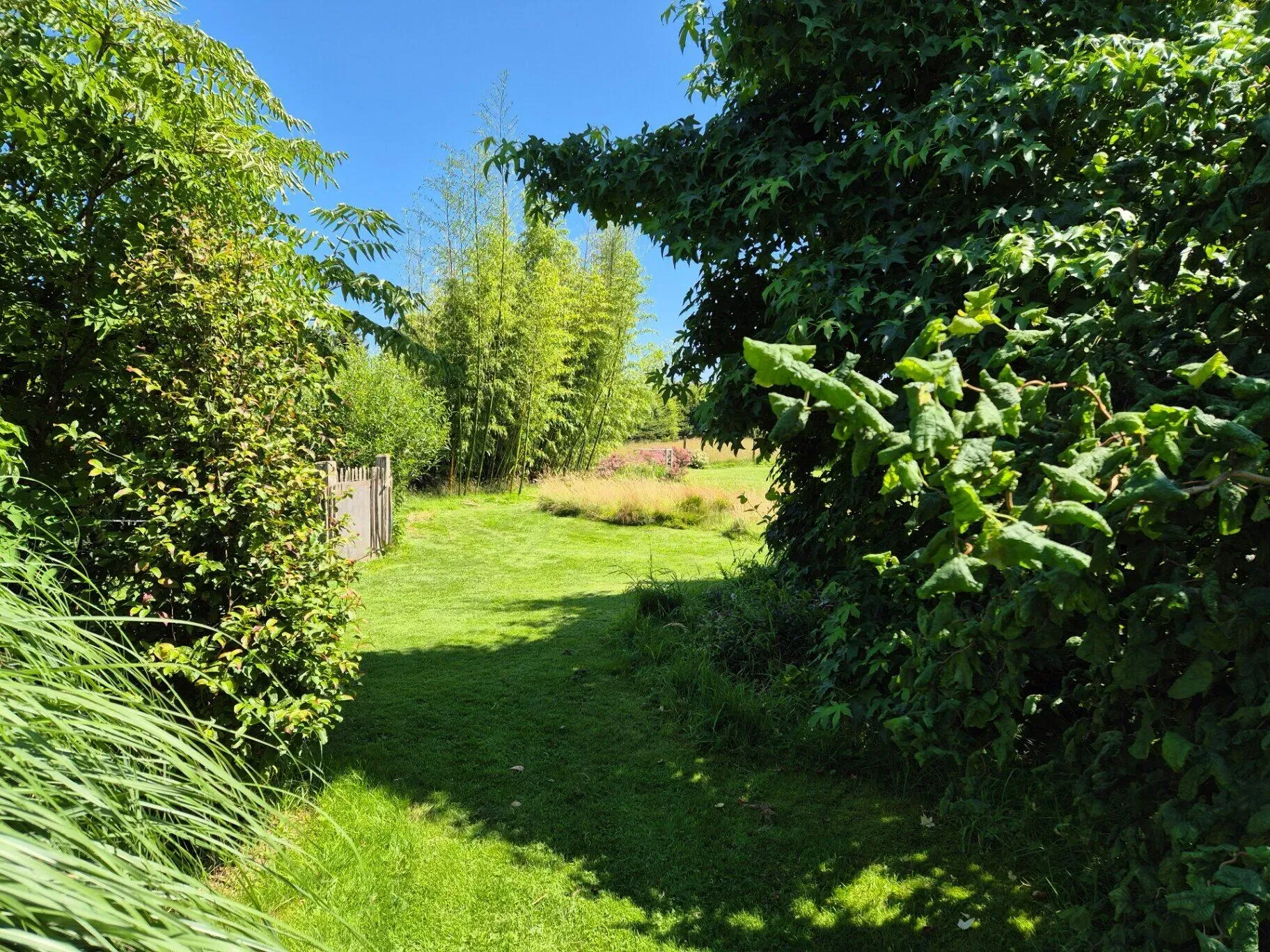 Verborgen pad door het groen in de tuin