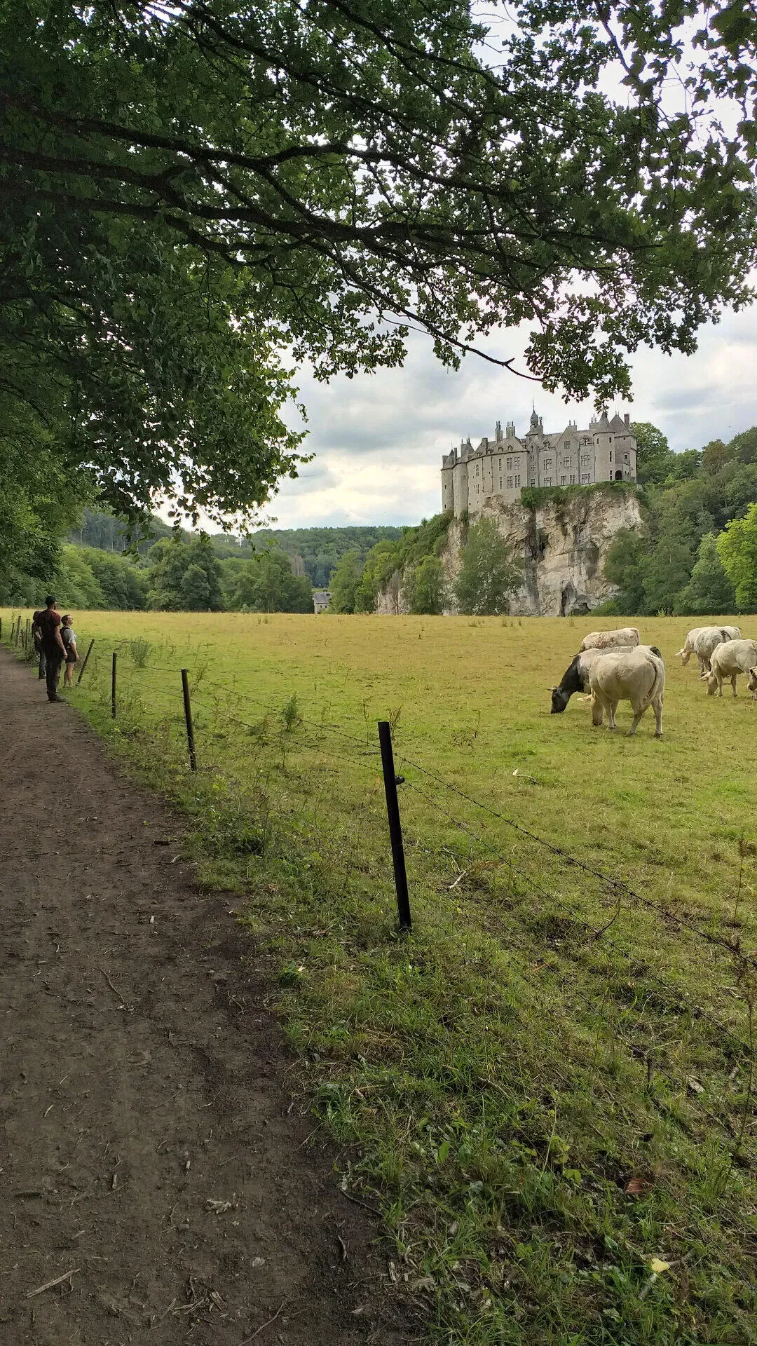 Kasteel Walzin op rotswand boven weiland met koeien en wandelpad
