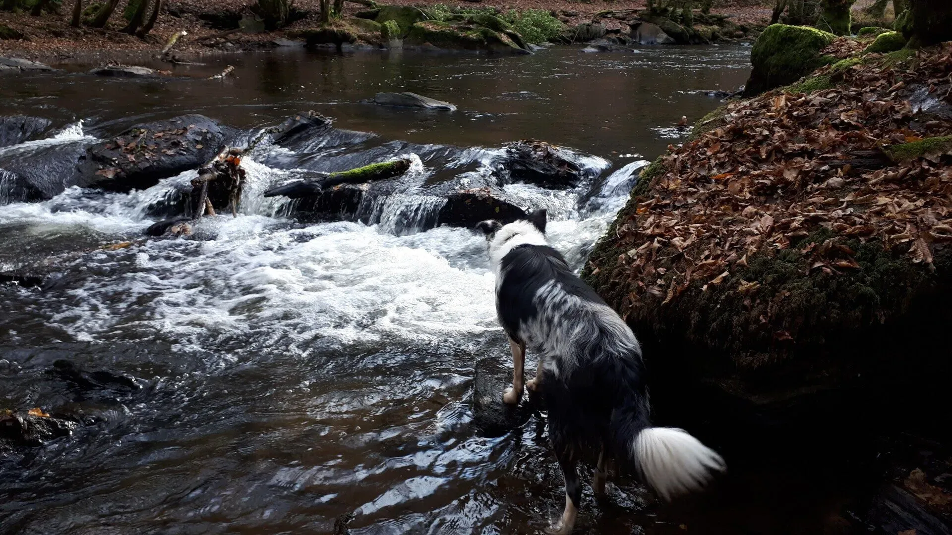 Hond staat bij kleine waterval in rotsachtige bosbeek