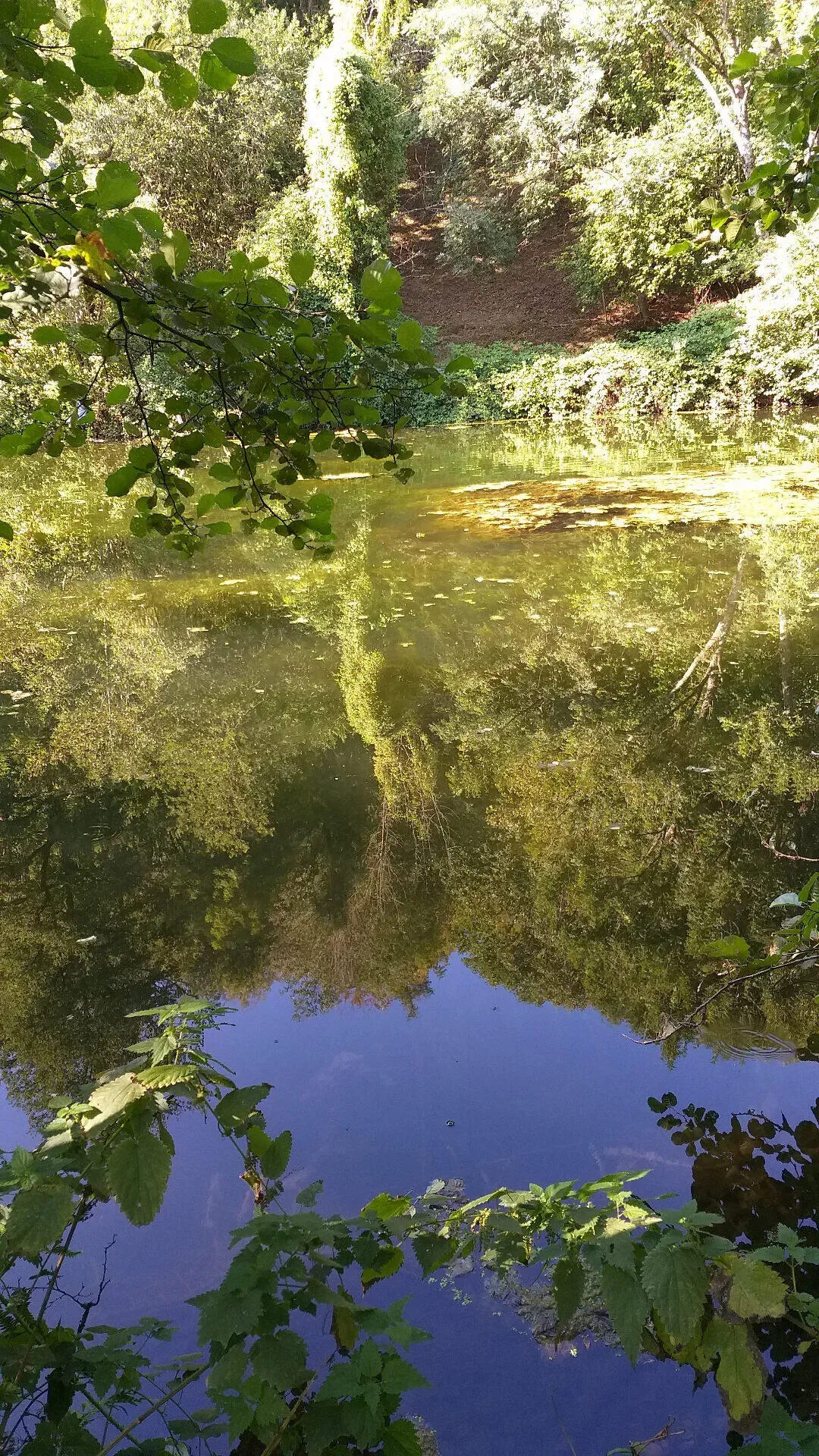 Stilstaand water met weerspiegeling van bomen en groen in de Lesse