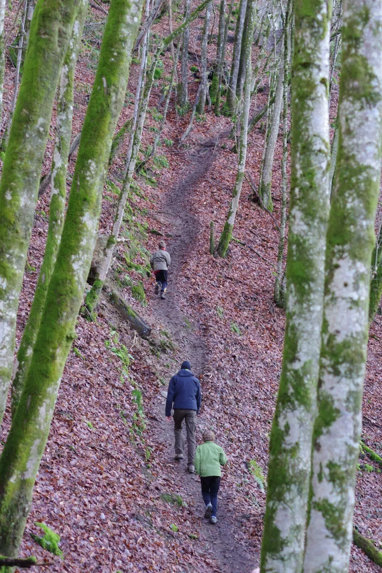 Vader en kind wandelen over bladertapijt tussen hoge beukenbomen