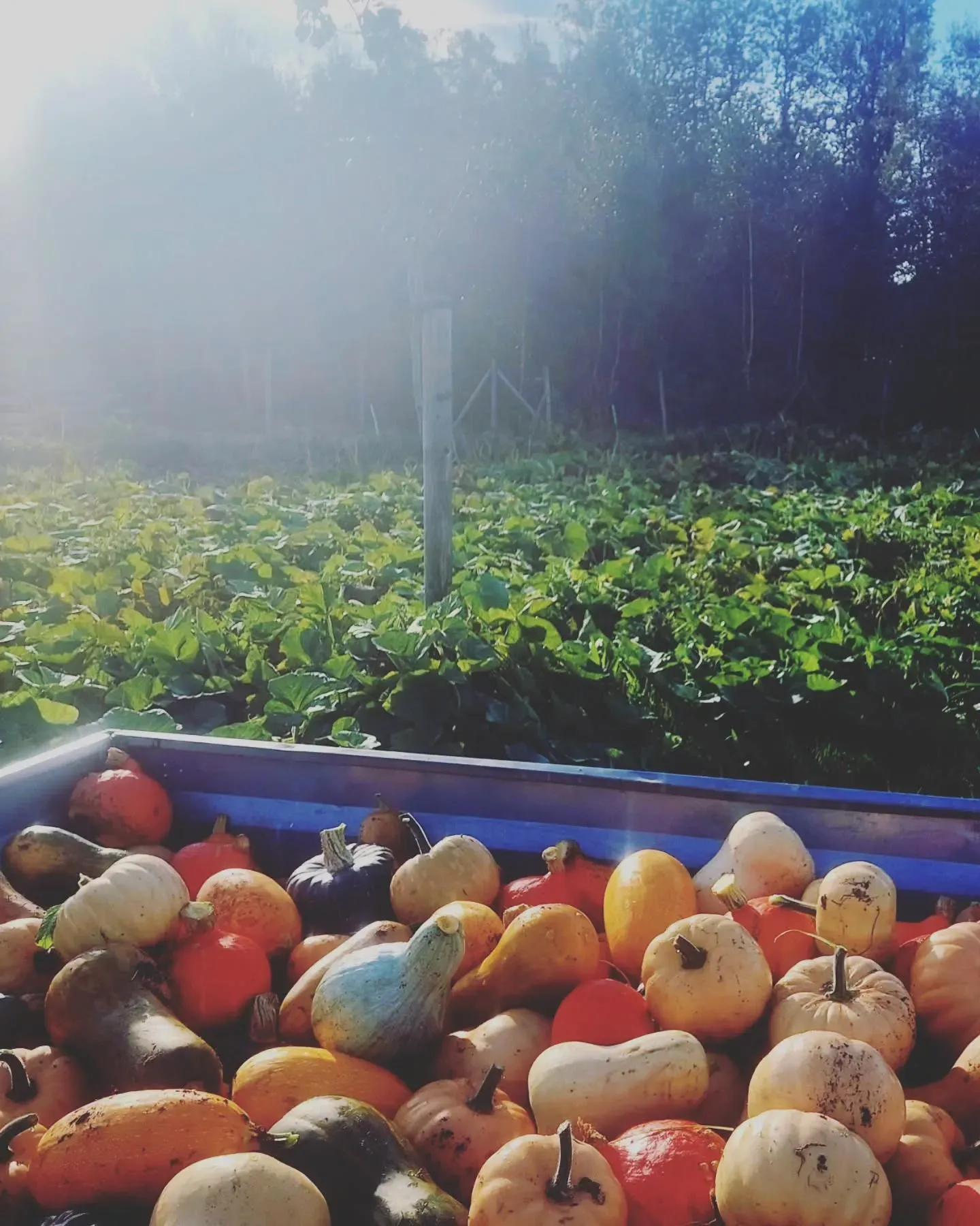 Krat pompoenen op het veld met ochtendnevel en groen gewas