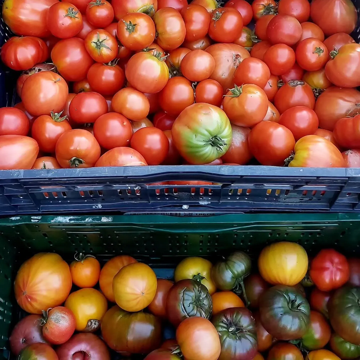 Kratjes rijpe rode en groene tomaten van verschillende rassen