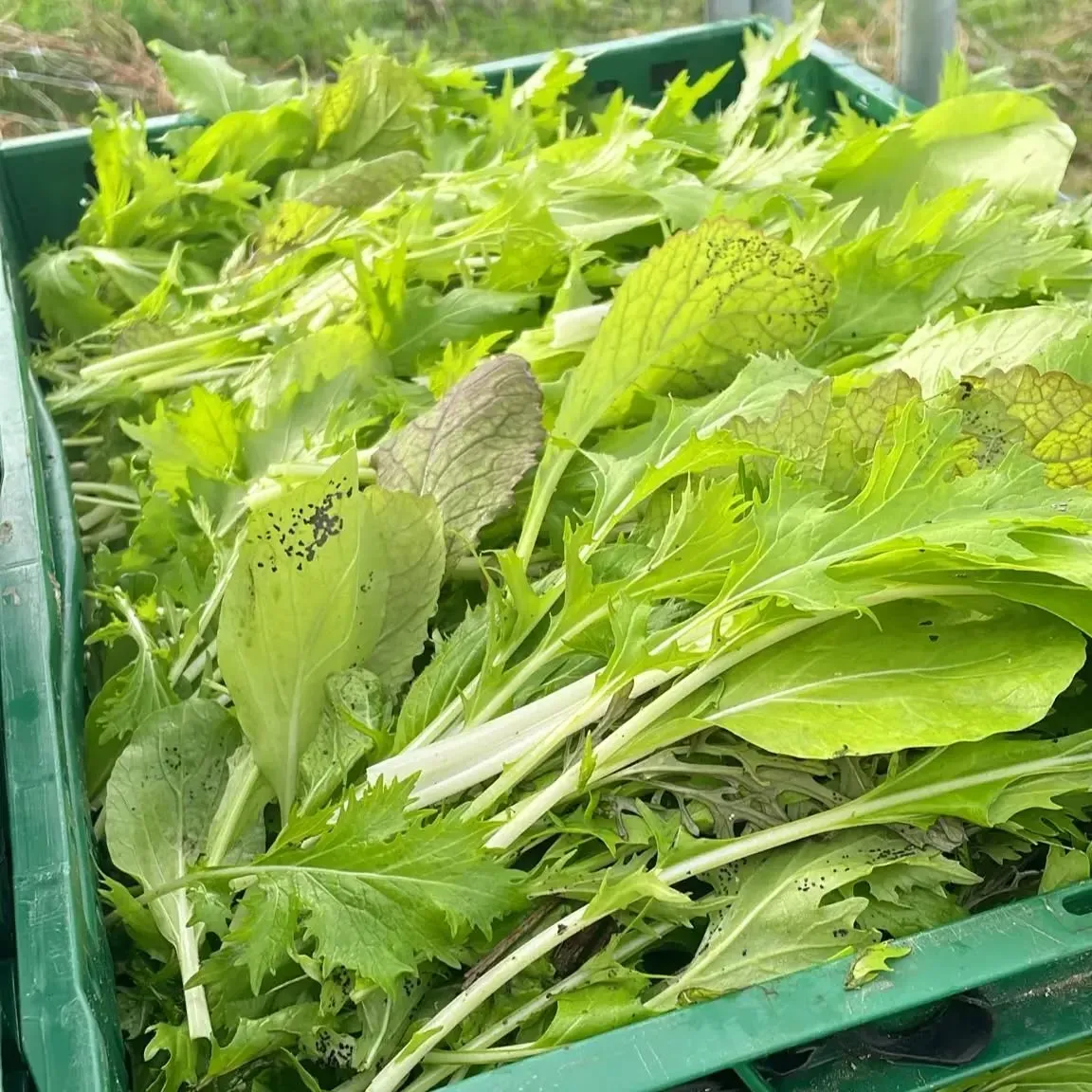 Krat verse groene saladebladeren en kruiden