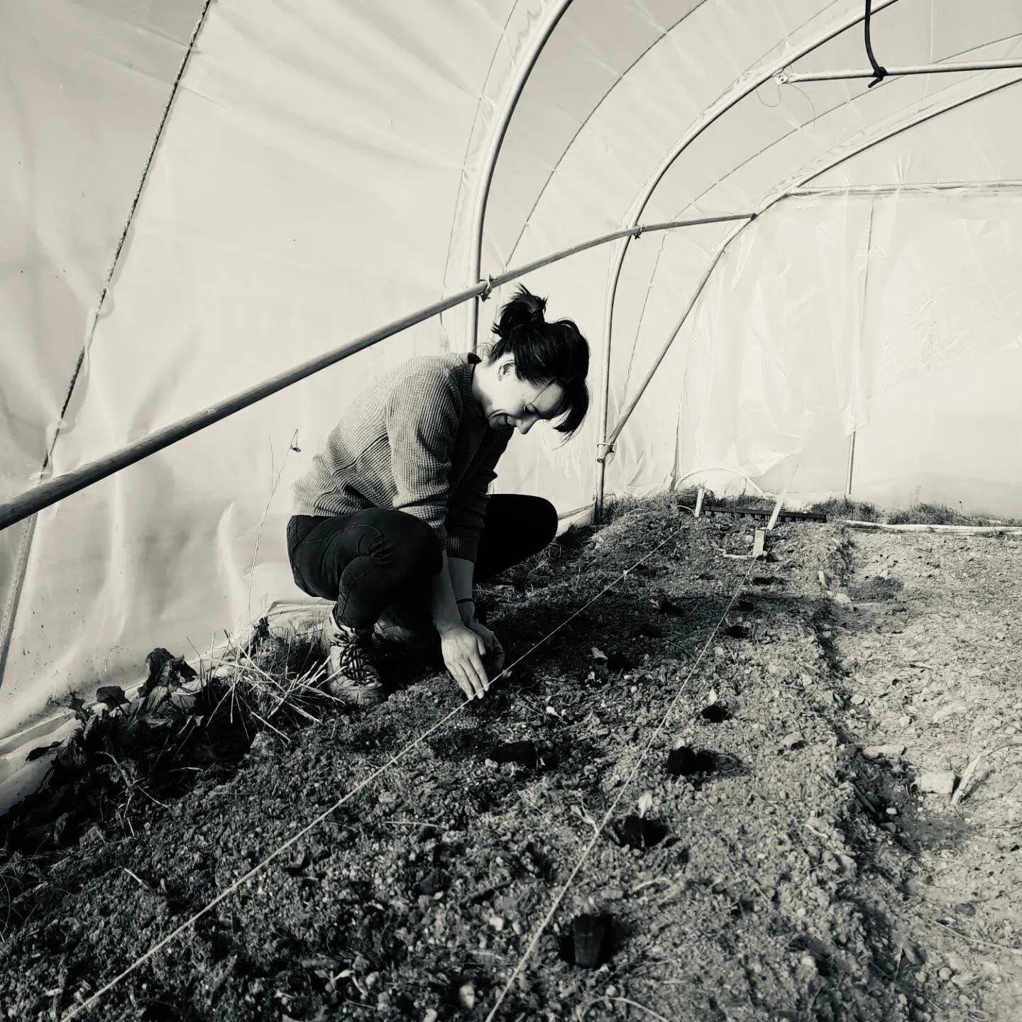 Vrouw plant zaailingen in een polytunnel