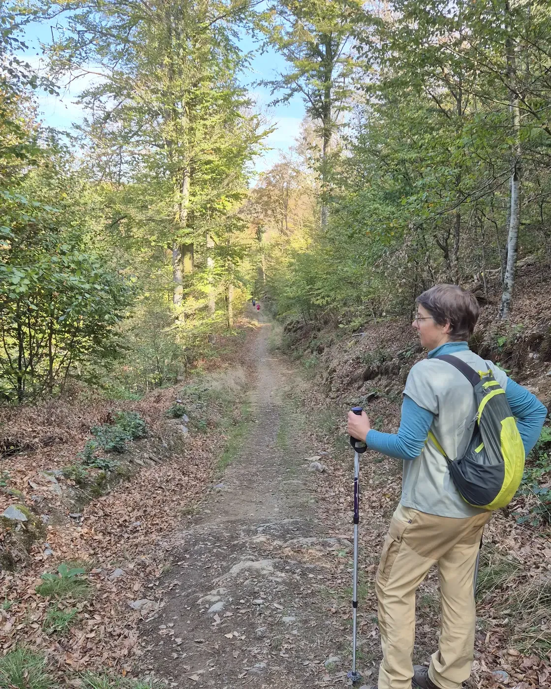 Footpath through the broadleaf forest on the far side of the Sainte-Cécile suspension bridge