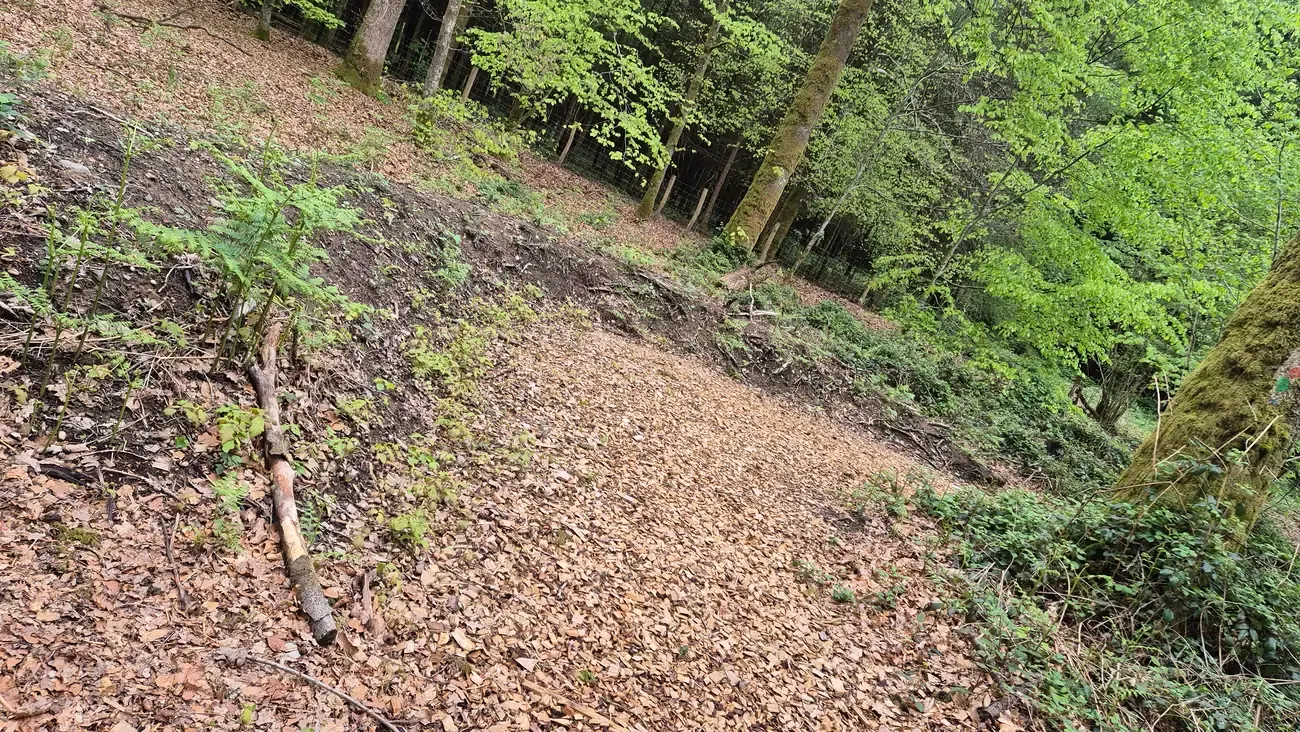 Nature trail with young beech trees in Graide forest